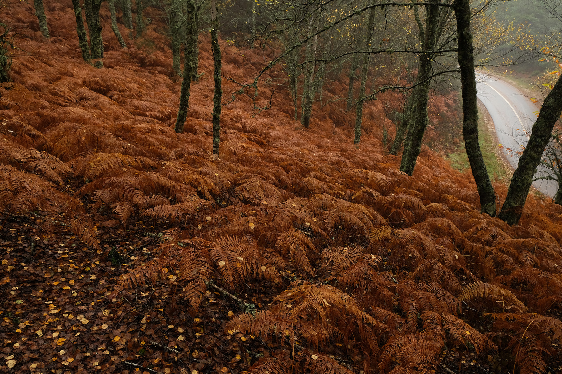 1800_edit_DSCF1454
