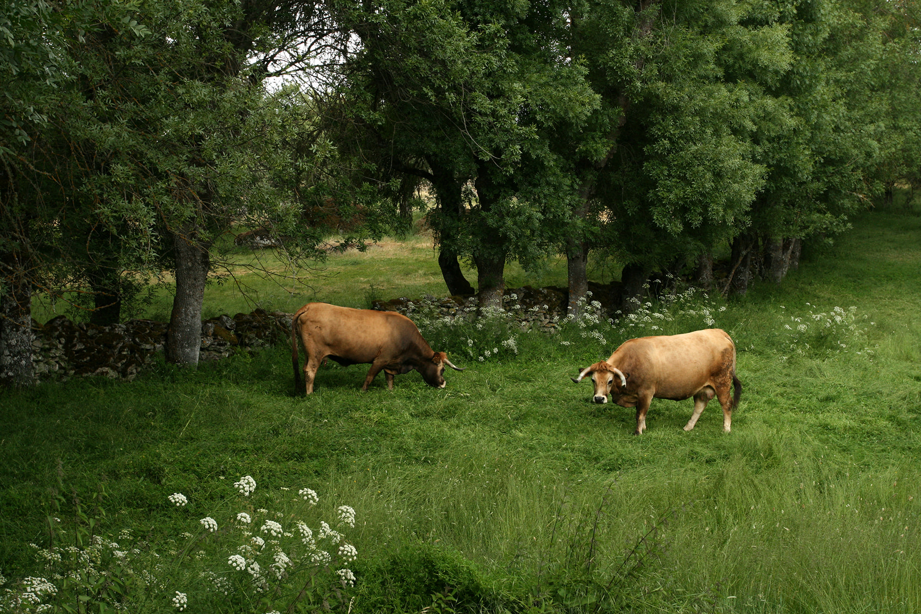 1800_edit_IMG_2731